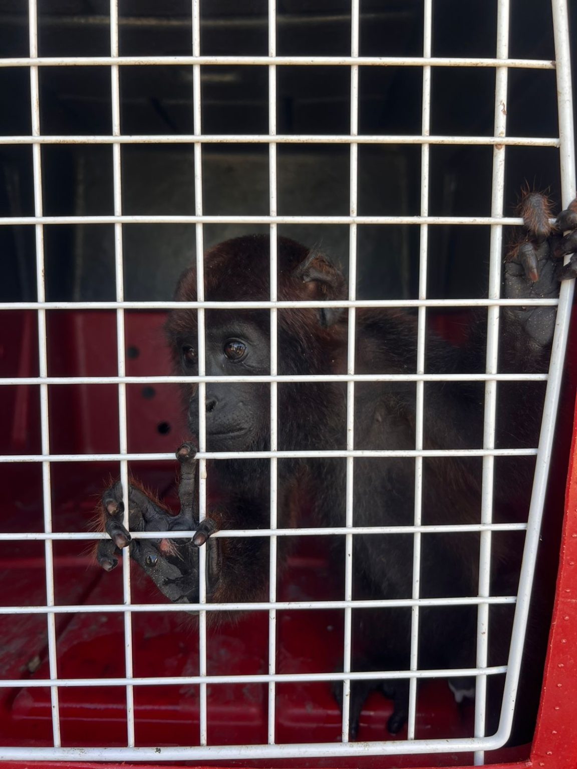 Macaco ‘Enzo’ fica sem tutora e é entregue ao corpo de Bombeiros em Cruzeiro do Sul