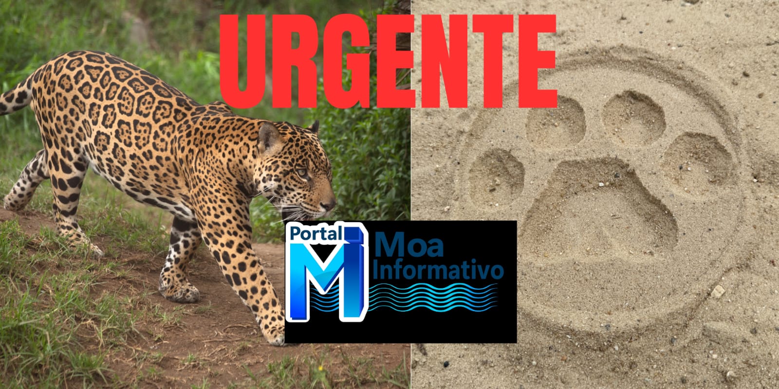 Moradores encontram rastros de onça-pintada no Bairro Guarani, em Mâncio Lima