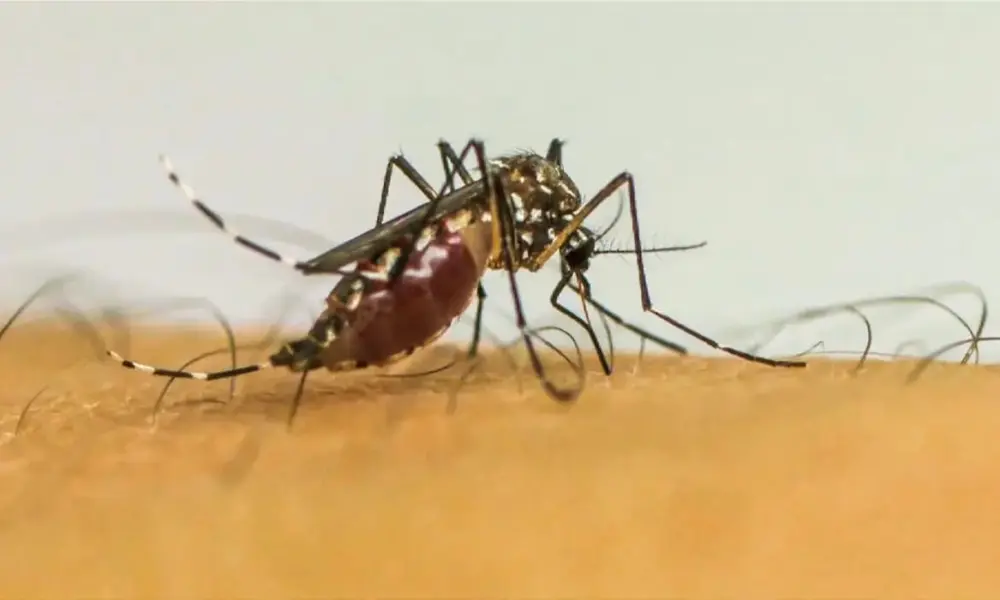 Acre registra 7.875 casos prováveis de dengue em 2025 e três mortes confirmadas