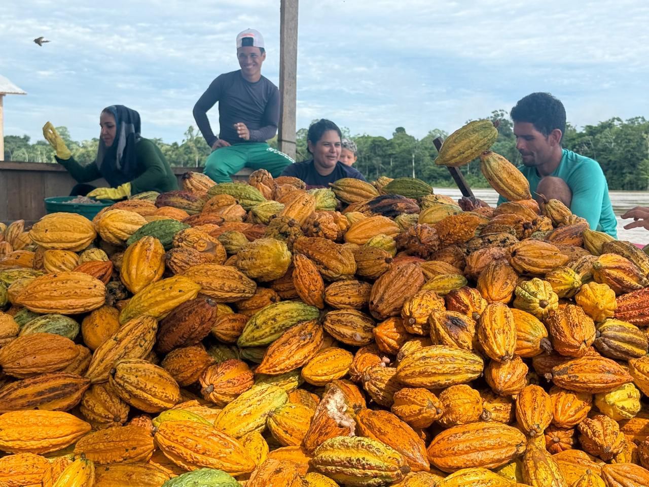 Cacau muda a realidade de famílias ribeirinhas no Juruá e ganha reconhecimento internacional