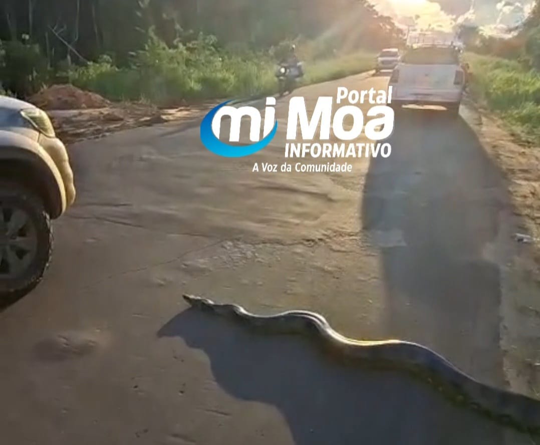 Cobra gigante é flagrada na estrada da Santa Rosa: “Mede 5 metros tranquilo”