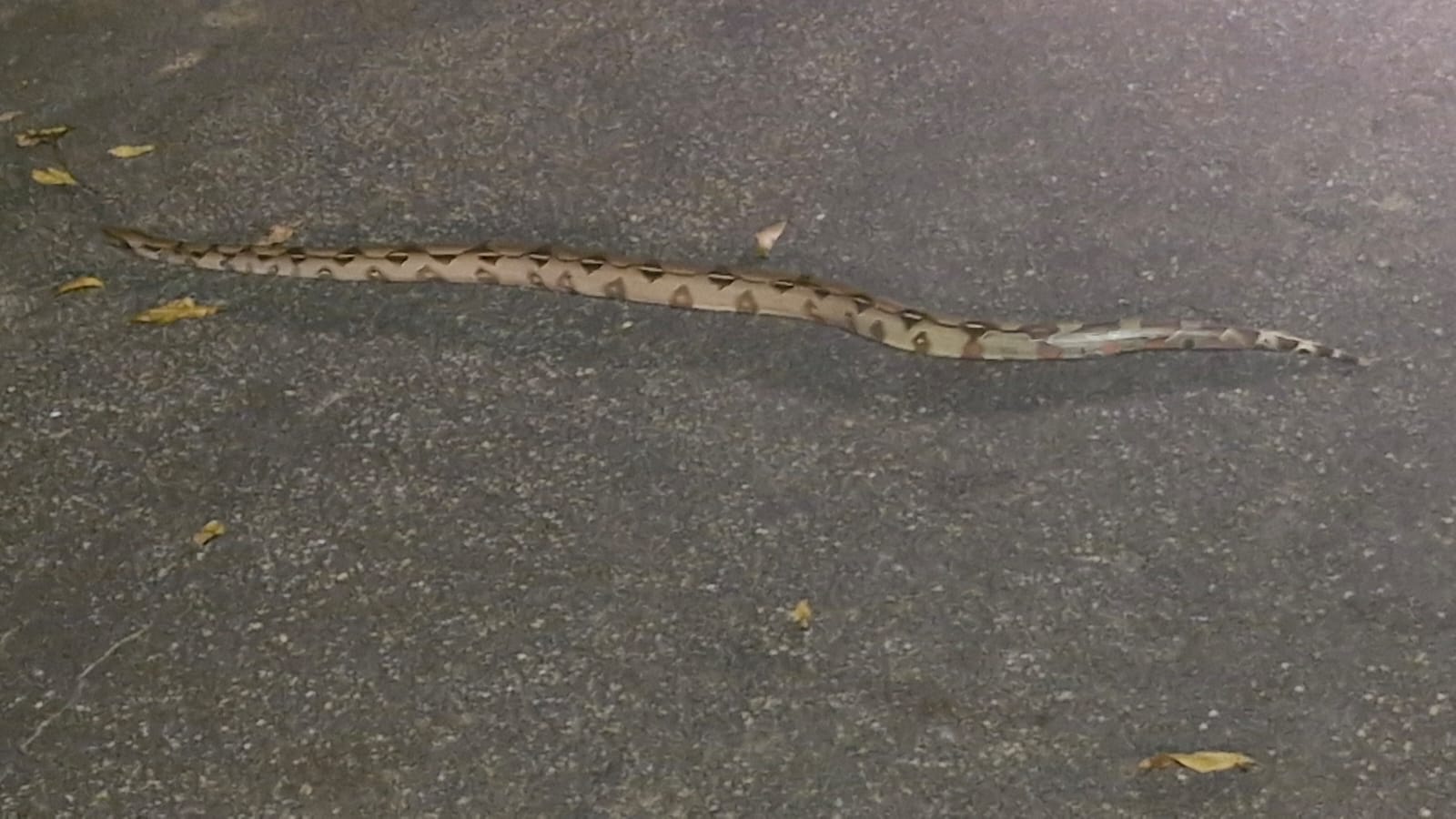 Jiboia é flagrada tentando atravessar estrada no bairro Guarani, em Mâncio Lima