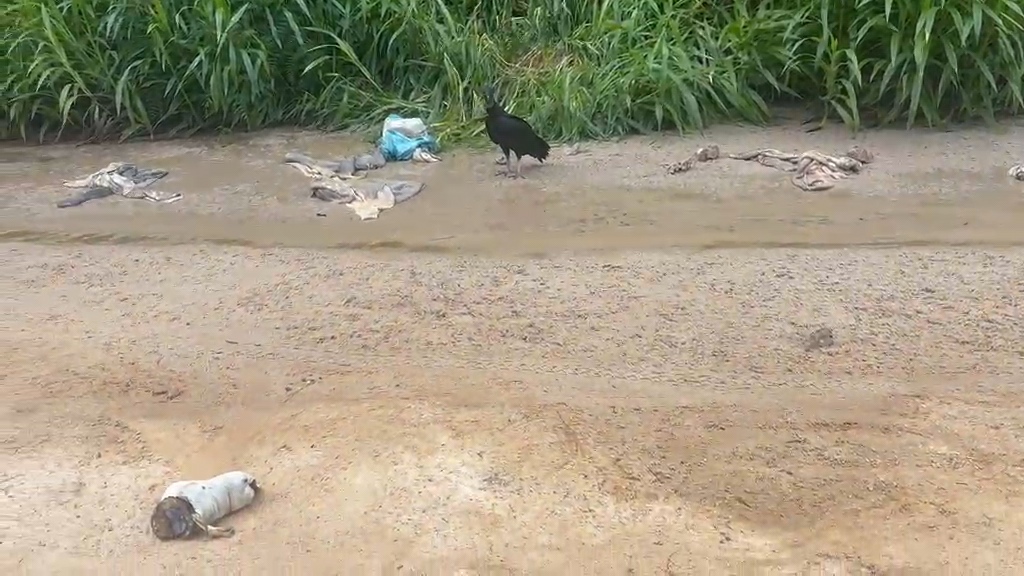 Descarte ilegal de restos de animais é registrado na estrada do São Domingos, em Mâncio Lima
