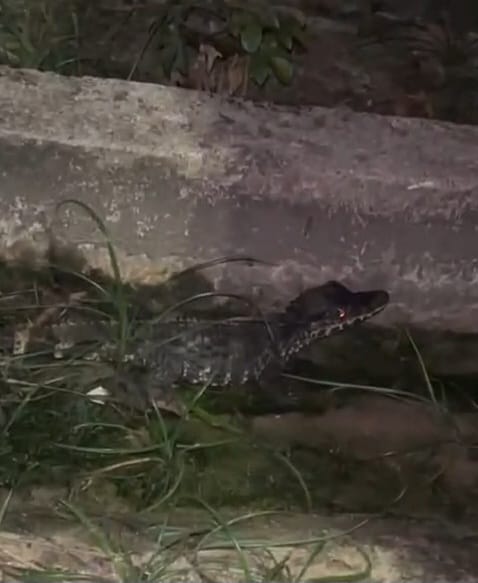 Filhote de jacaré é flagrado atravessando estrada no bairro Guarani