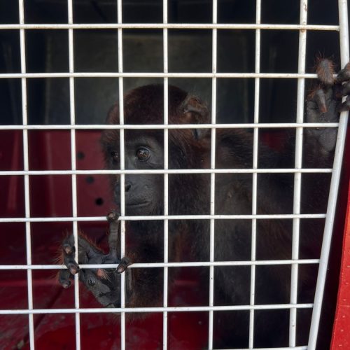 Macaco ‘Enzo’ fica sem tutora e é entregue ao corpo de Bombeiros em Cruzeiro do Sul