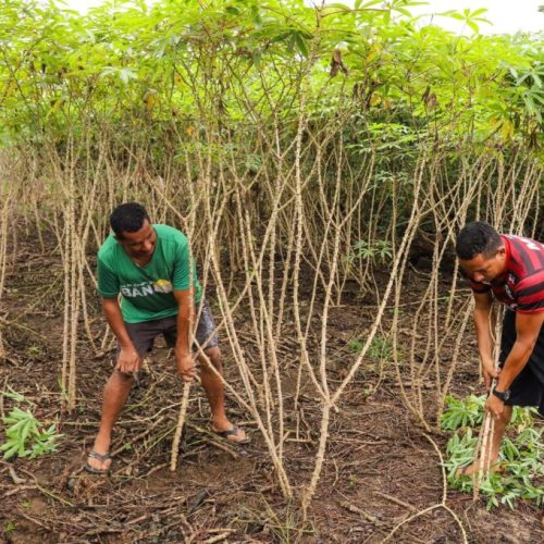 Safra de fevereiro deve passar de 204 toneladas e superar produção acreana do ano passado, aponta IBGE