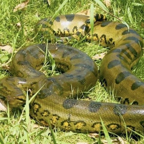 Sucuri de quase 4 metros é capturada por moradores e bombeiros em bairro de Cruzeiro do Sul, no Acre