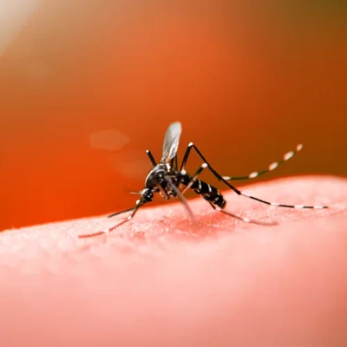 Alerta! Tipo mais grave da dengue pode voltar ao Acre após circulação em Rondônia