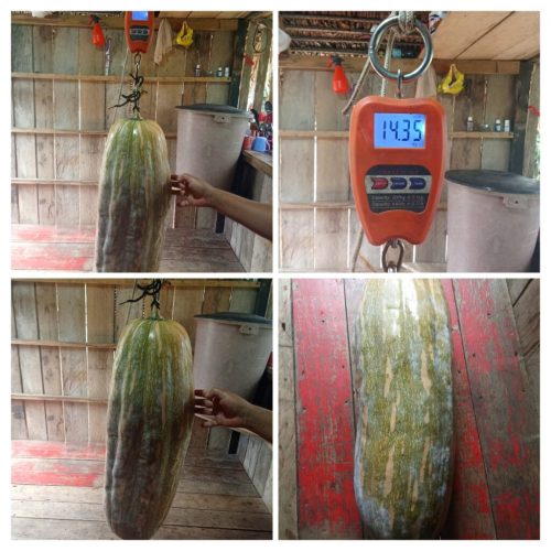 Jerimum gigante é colhido por agricultura da comunidade Foz do Tejo, em Marechal