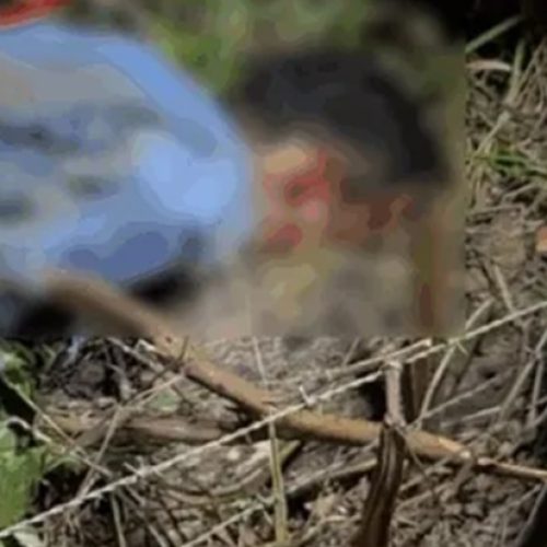 Homem morre ao ser atingido por galho durante corte de árvore