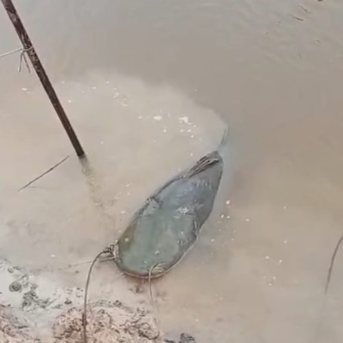 Jundiá de 50kg é fisgado no Rio Moa!