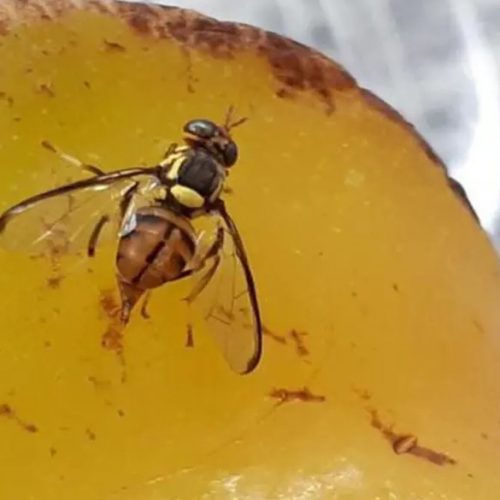 Idaf intensifica vigilância contra mosca-da-carambola no Acre