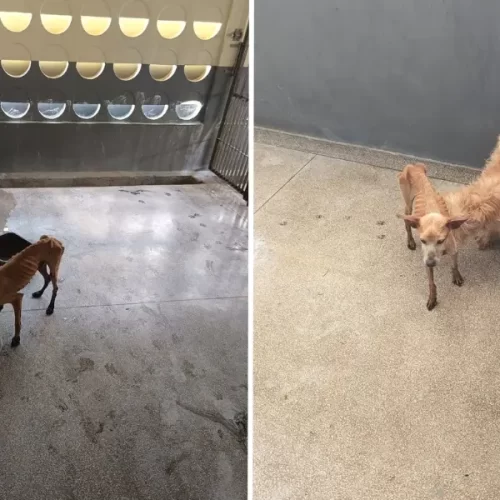 Cunhada de deputada é acusada de maus-tratos contra cachorros no Acre