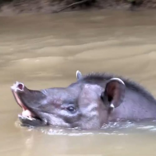 Anta é filmada atravessando o Rio Moa na Serra do Divisor, em Mâncio Lima