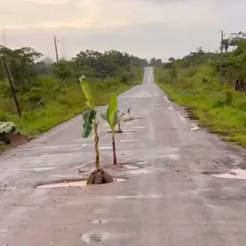 Bananeiras são plantadas em buracos da BR-364 em protesto pelas más condições
