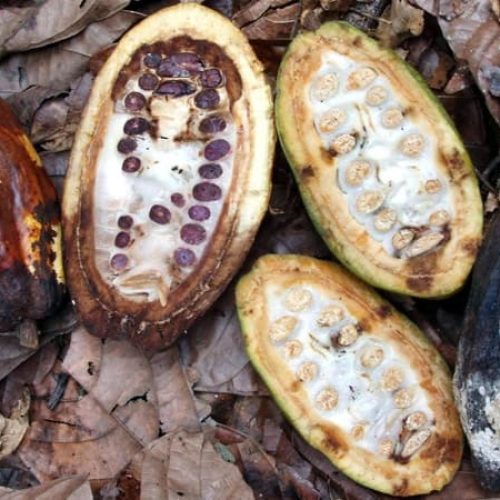 Acre tem emergência fitossanitária prorrogada contra praga do cacau