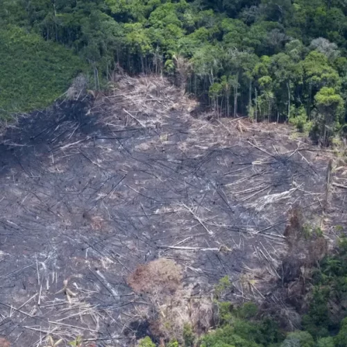 Acre queimou 332 hectares de florestas públicas não destinadas em 2025