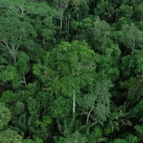Governo do Acre anuncia realização da 5ª Conferência Estadual de Meio Ambiente em março