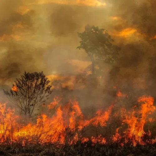 Corpo de Bombeiros certifica brigadistas e reforça combate a incêndios florestais em Mâncio Lima