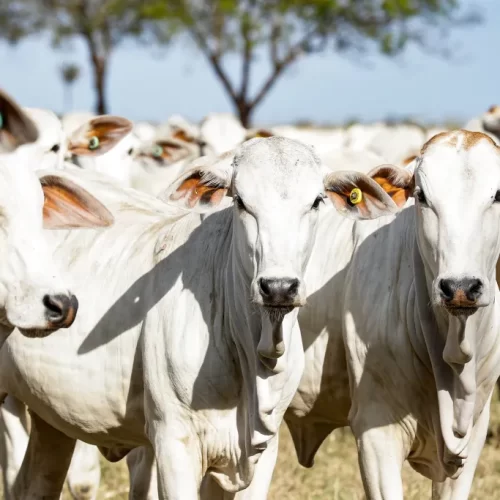 Pecuaristas têm até junho para imunizar rebanho contra brucelose no Acre
