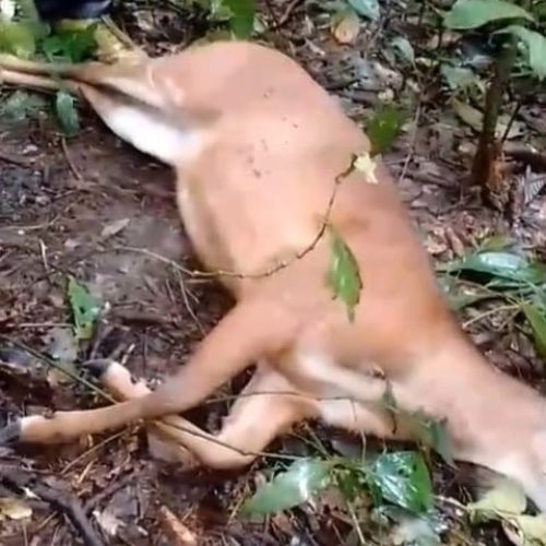 “Deus é fiel”: indígenas celebram após caçada de subsistência na aldeia Puyanawa