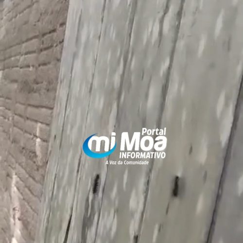 Lagartas invadem residência e preocupam moradores em Mâncio Lima