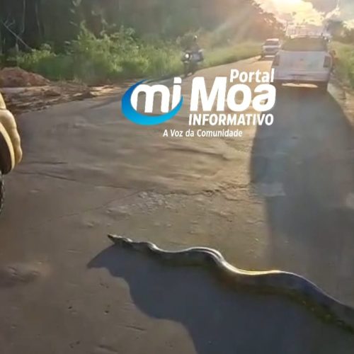 Cobra gigante é flagrada na estrada da Santa Rosa: “Mede 5 metros tranquilo”
