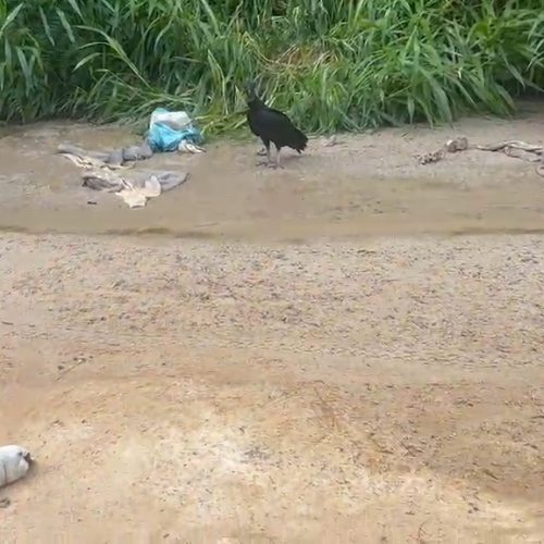 Descarte ilegal de restos de animais é registrado na estrada do São Domingos, em Mâncio Lima
