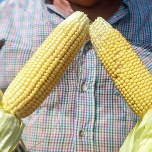 Pequenos criadores do Acre terão acesso a mais 300 toneladas de milho subsidiado