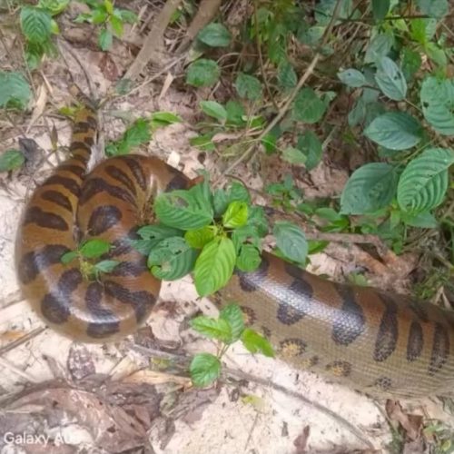 Sucuri de grande porte é filmada às margens do Rio Moa, na Serra do Divisor