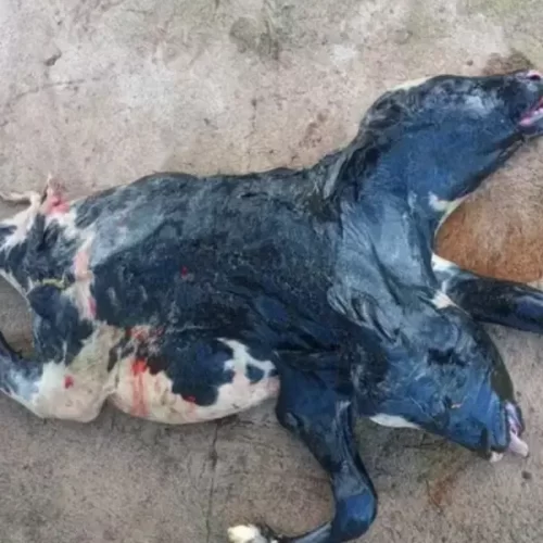 Bezerra com duas cabeças nasce em propriedade rural de Rondônia