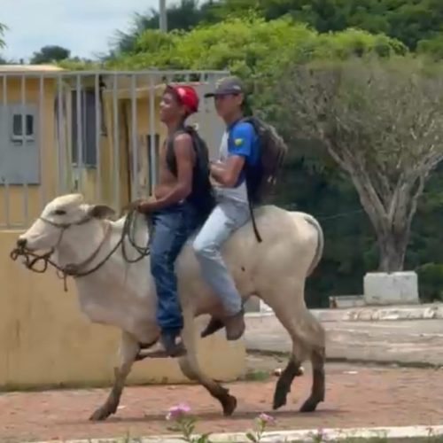 Cena inusitada: alunos vão para a escola montados em boi em Rodrigues Alves