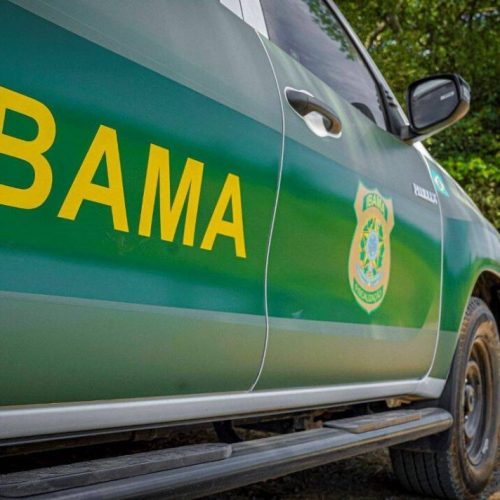 IBAMA se manifesta sobre relatos de onça-pintada em ramal de Cruzeiro do Sul