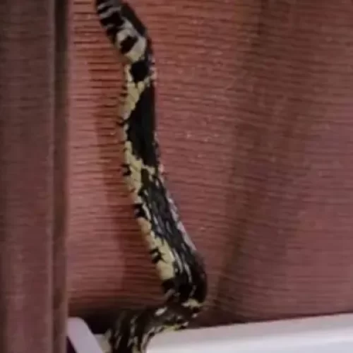 Cobra de 2 metros é encontrada dentro de berço de bebê