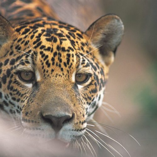 Onça-Pintada (Adriano Gambarini)