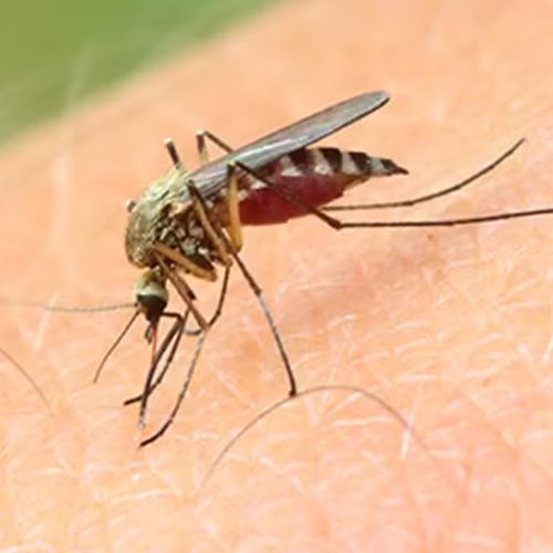Com 11 casos confirmados em 5 meses, Acre tem aumento de 175% em registros de febre Mayaro
