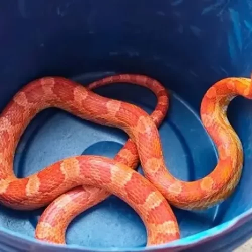Serpente exótica de cor laranja é capturada em residência