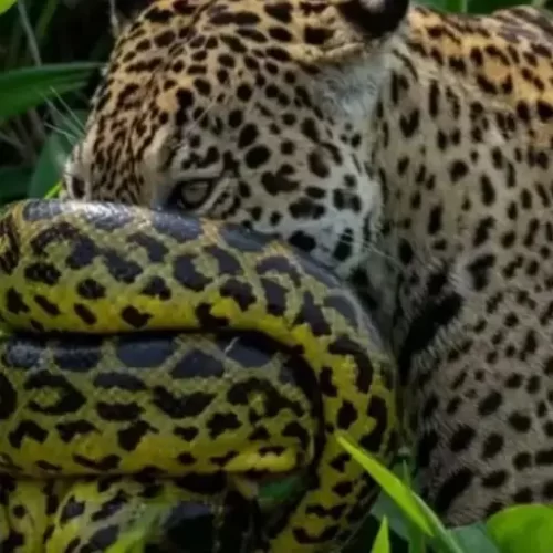 Imagens raras mostram batalha entre sucuri e onça-pintada no Pantanal