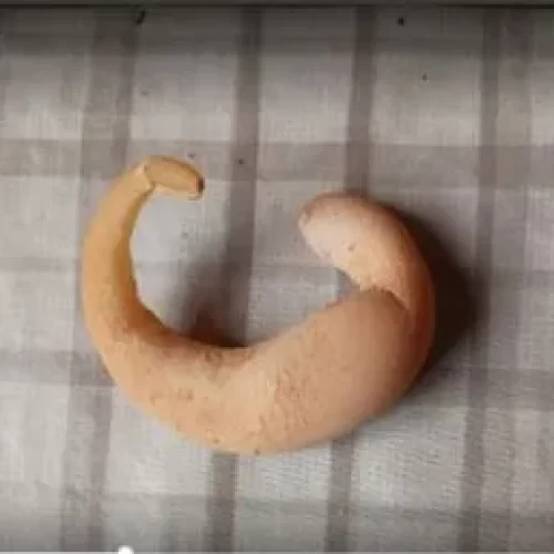 Galinha bota ovo em formato de meia-lua