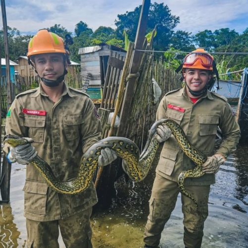 Bombeiros capturam sucuri-verde em galinheiro na área urbana de Cruzeiro do Sul