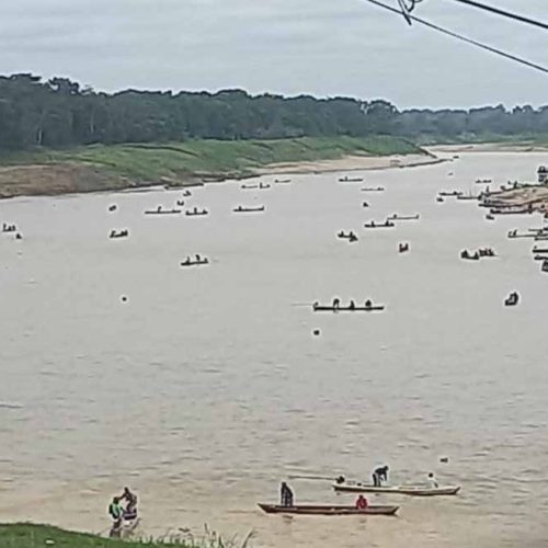 Mandi sobe os rios em Boca do Acre e fenômeno marca início da piracema sob frio incomum