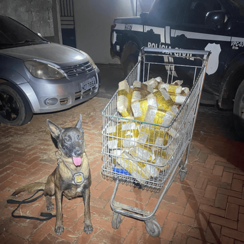 Polícia Civil do Acre apreende mais de 50 kg de drogas avaliadas em R$ 300 mil em transportadora de Rio Branco