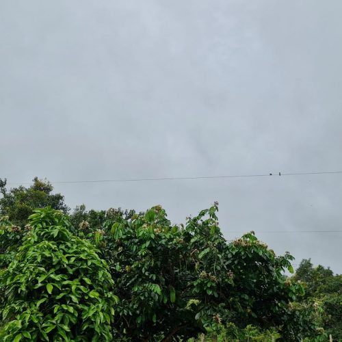Chuva e Trovoadas Marcam a Previsão do Tempo em Mâncio Lima