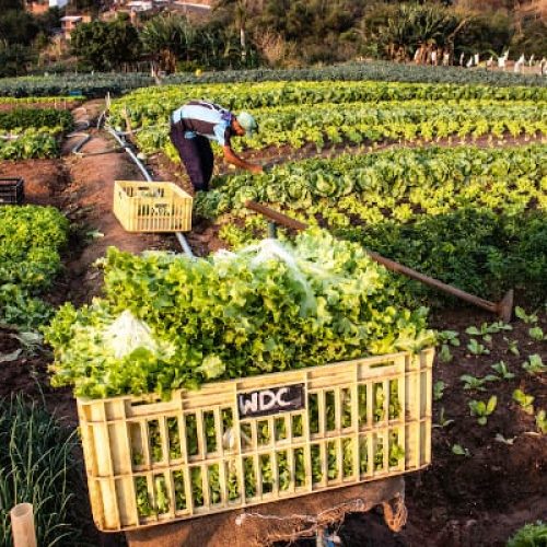 Governo Federal lança programa de renegociação  de dividas para agricultores familiares