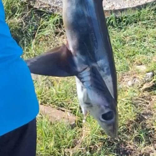 O enigmático tubarão raposa e a urgência da conservação Marinha