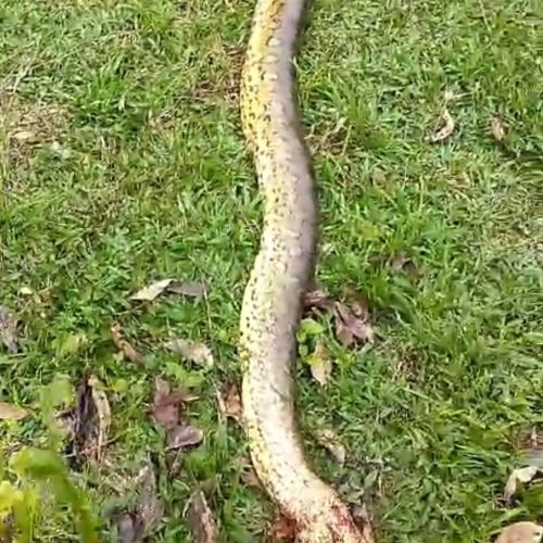 Sucuri de 4,5 metros é capturada em armadilha para jacaré no Rio Moa