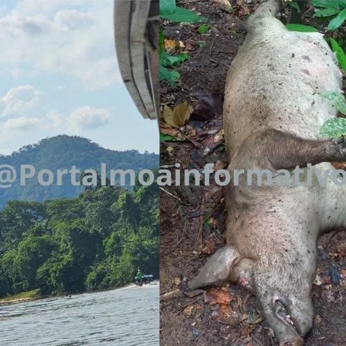 Moradores do Pé da Serra denunciam abate de porcos e tensões na região