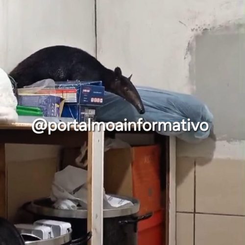 Tamanduá invade residência em Mâncio Lima e é resgatado pelo Corpo de Bombeiros