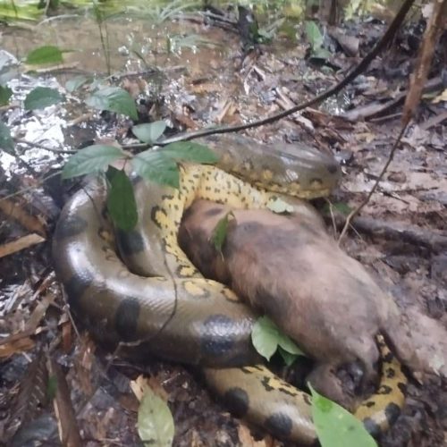 Sucuri ataca porco na comunidade do Socó, no Rio Moa