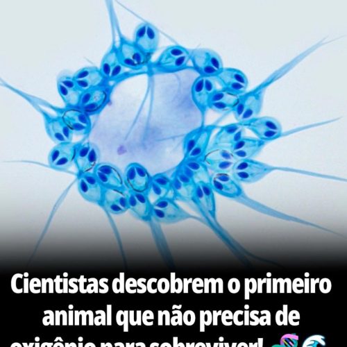 Cientistas descobrem o primeiro animal que não precisa de oxigênio para sobreviver